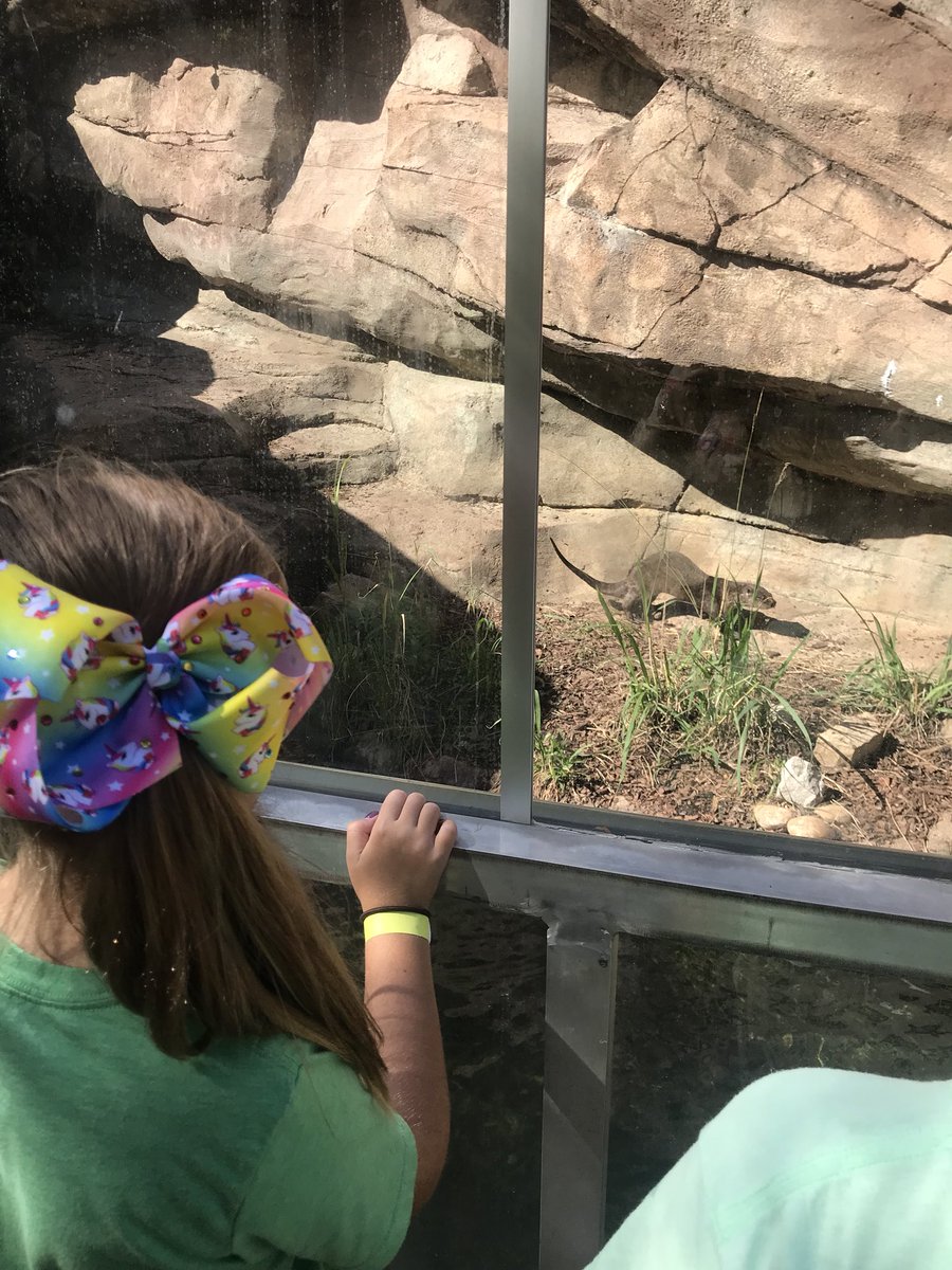 acp21680's tweet image. Hallie found her animal she researched. The North American River Otter! We have had a great day together! #specialeclass