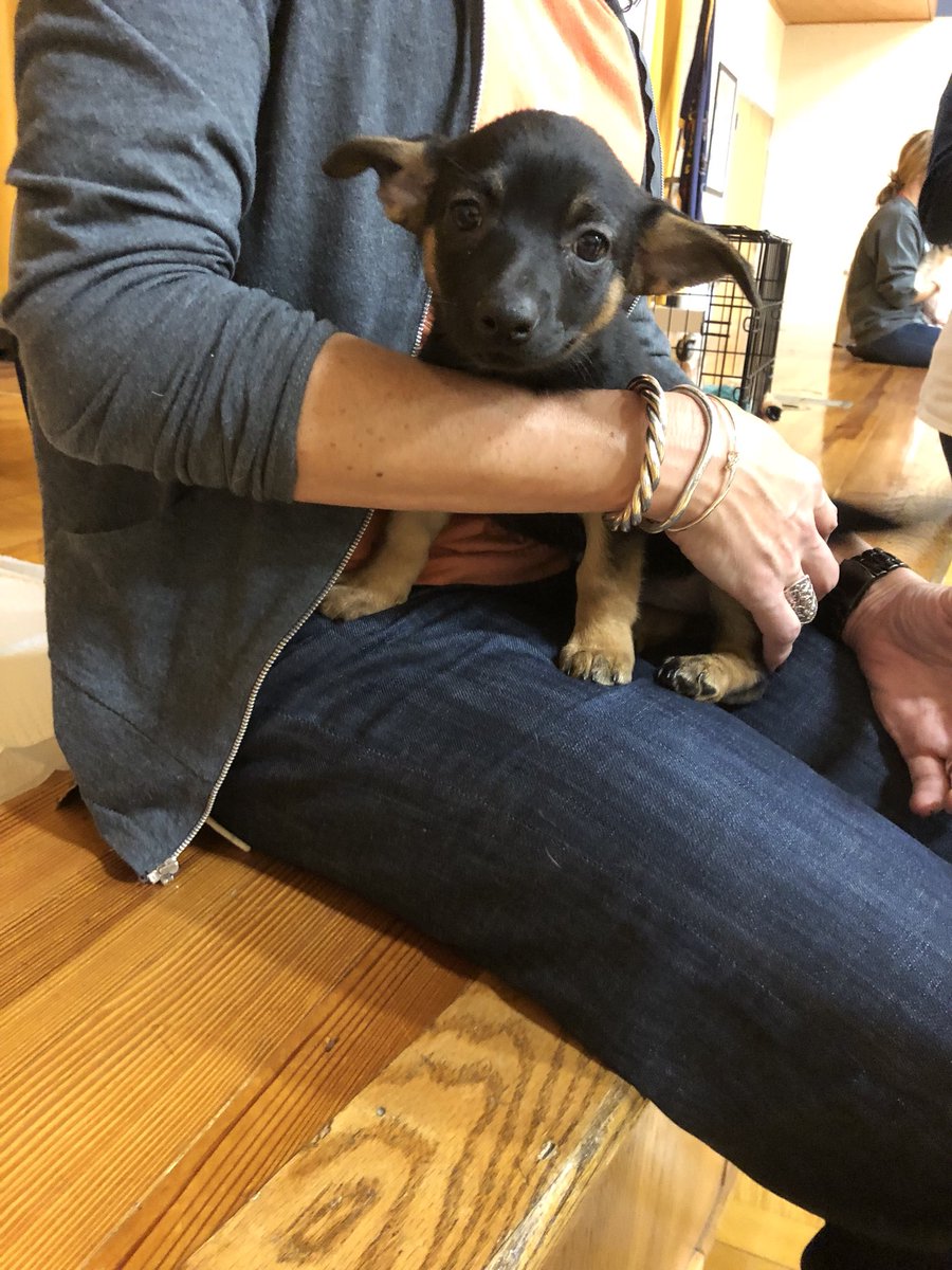 Ms_Cardwell_'s tweet image. Loved having the chance to represent @Providence_AC today and discuss the importance of volunteering. We brought some of Fenway’s friends to @PDSD_Pennell #PDSD4S1B #shorthumansread