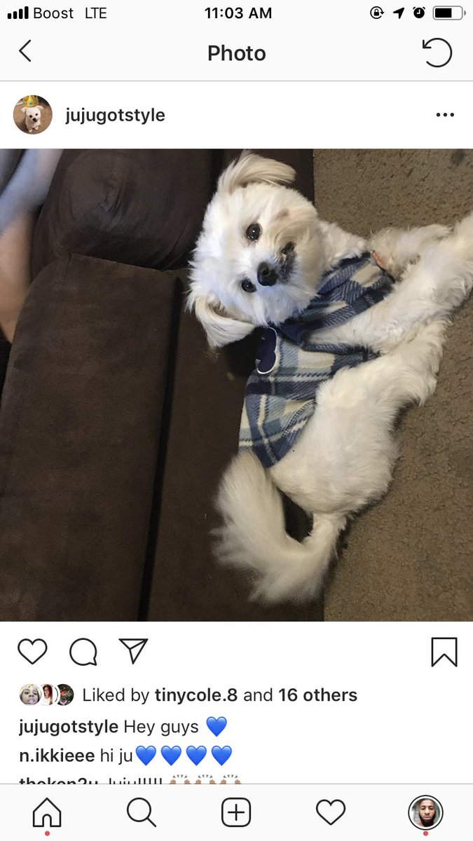 Jakegotstyle's tweet photo. So my dog came up missing a simple retweet can bring him back home 😭.  He was last seen in the 9th ward on Metropolitan  street  #bringjujuhome #imissyoubaby #nolapets #dogdad https://t.co/sriCsoPGxf