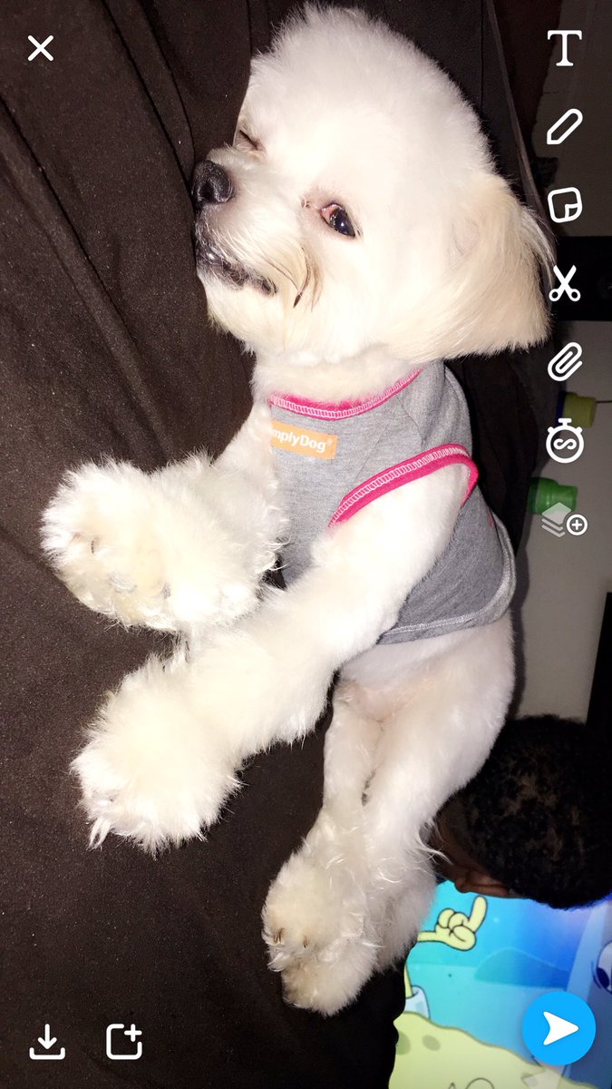 Jakegotstyle's tweet photo. So my dog came up missing a simple retweet can bring him back home 😭.  He was last seen in the 9th ward on Metropolitan  street  #bringjujuhome #imissyoubaby #nolapets #dogdad https://t.co/sriCsoPGxf