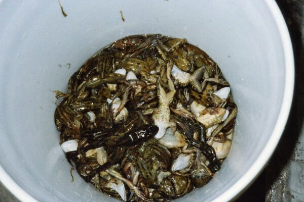 PETAShares's tweet photo. THIS IS NOT OKAY. I'm in some sort of lab or something. All I see is horror all around me. Look at this bucket of dead frogs! #IfFrogsCouldTweet #CutItOut https://t.co/sNUH1PL2Y0