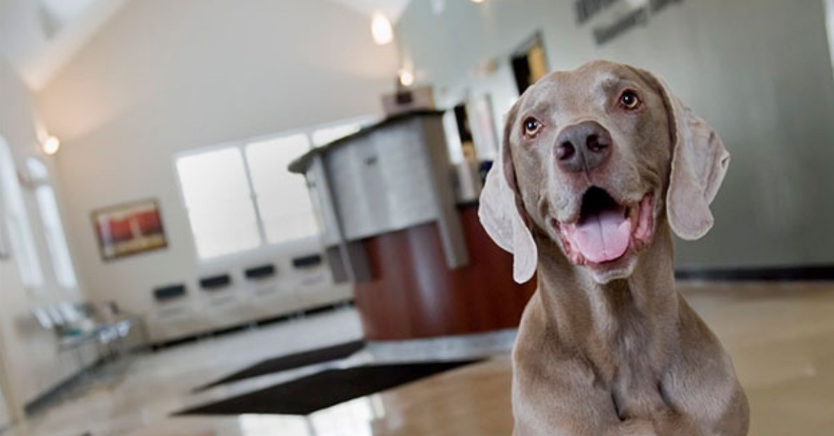 Community Veterinary tweet media