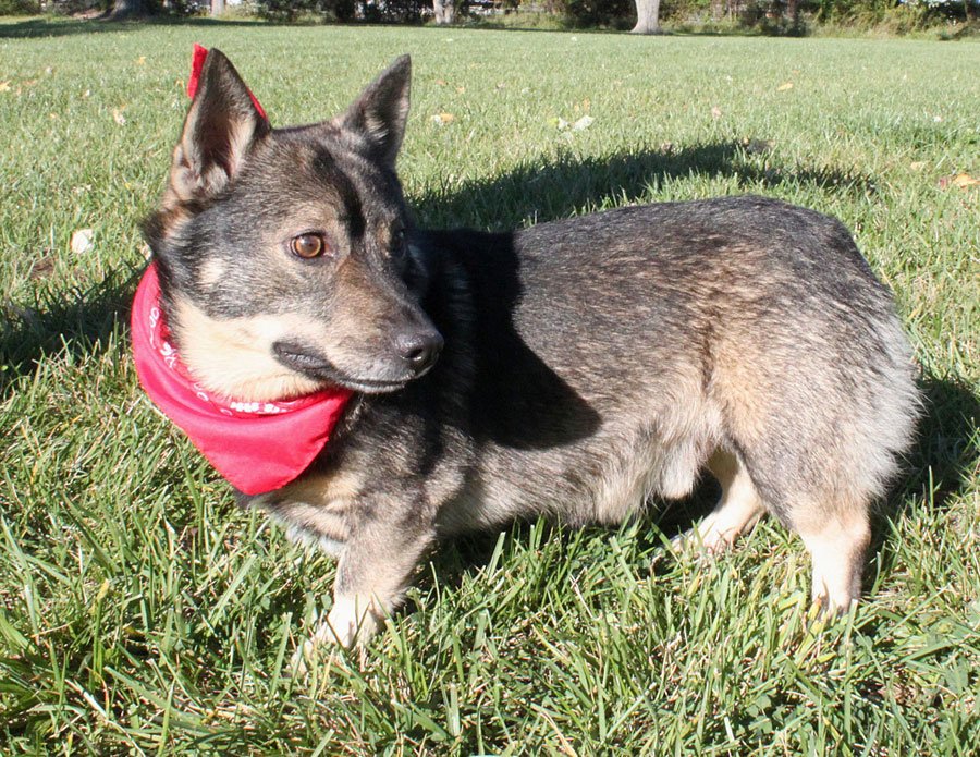 kyhumane's tweet photo. LOOK AT THOSE LEGS! AH! Meet Kyle everyone! This beyond adorable guy is a 2-year-old Swedish Vallhund &amp; he's looking for a great home. Hes only 22 lbs &amp; probably one of the cutest dogs to ever live. Go meet him at THE @kyhumane Dixie site! #Louisville #Adopt #Doggo #DogLovers https://t.co/GYUUOe70JJ