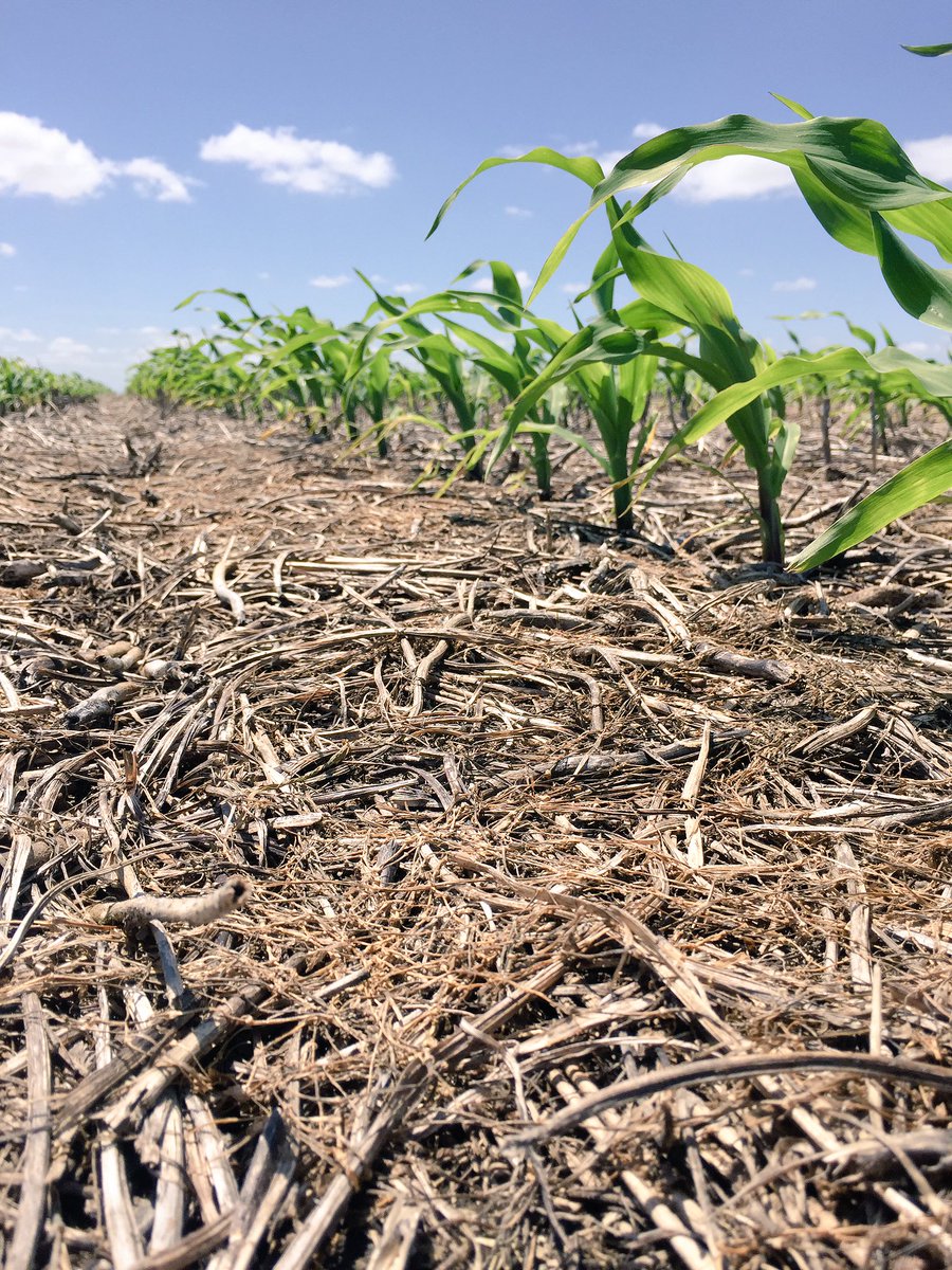 3agro's tweet photo. Imponente como viene LG 30.775 VT3P en Rincón de Cololó! #limagrain https://t.co/uuO8PinWFV