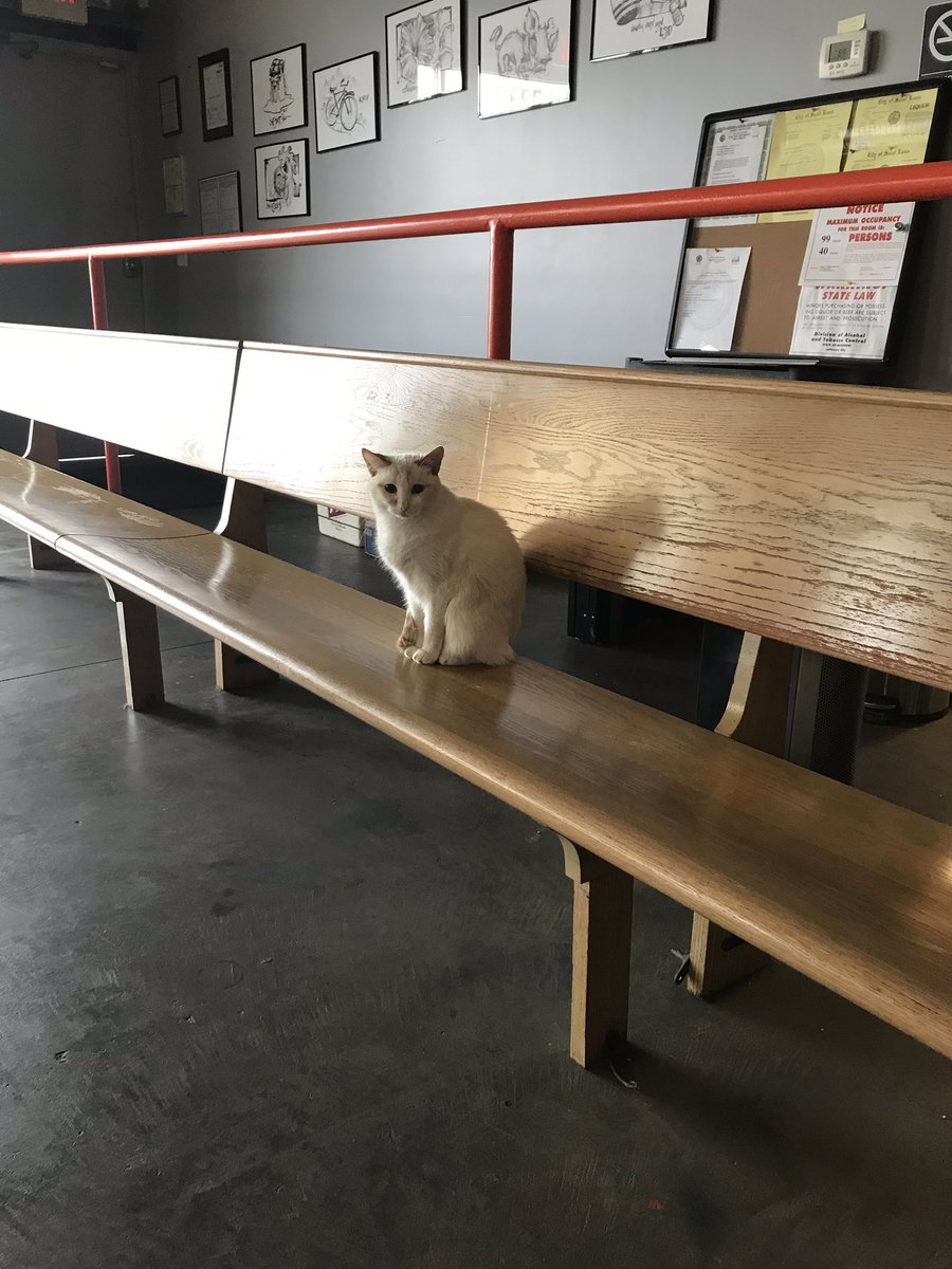 El Gato Grande tweet media