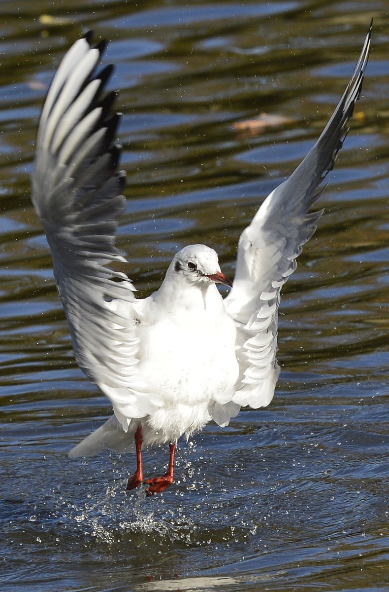 Take off. Ward Jackson Park, Hartlepool.