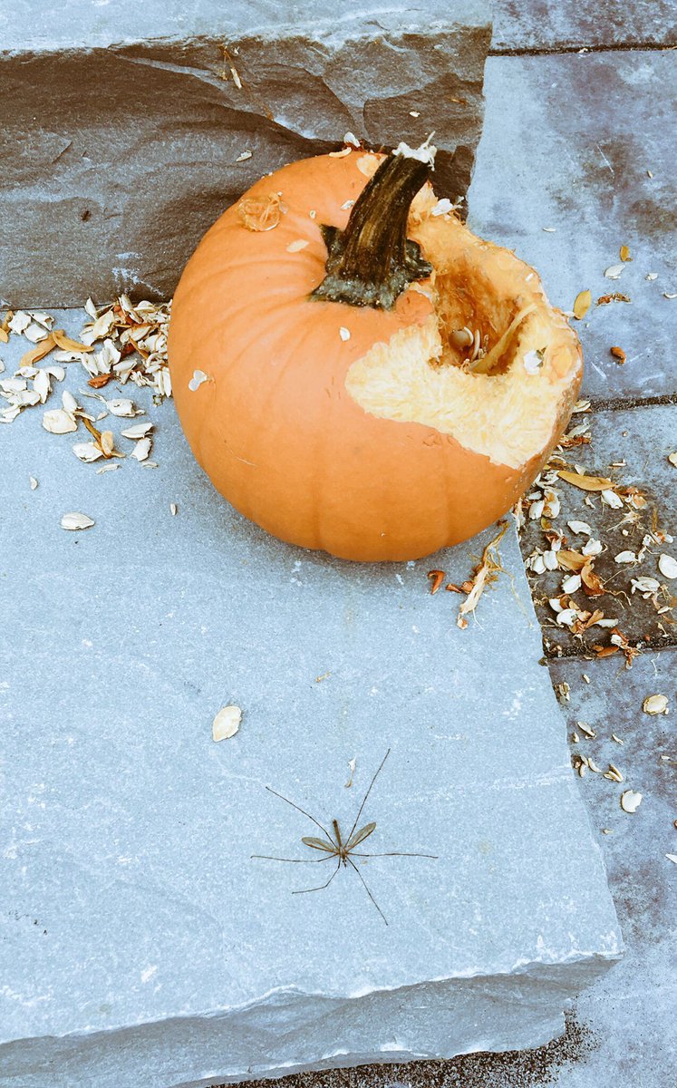 fancy_frannie's tweet photo. And another one joins the foray on the attack on my pumpkin #pumpkins #falldecorfail #landscaping #squirrelsarenuts https://t.co/YFyckA9OvC