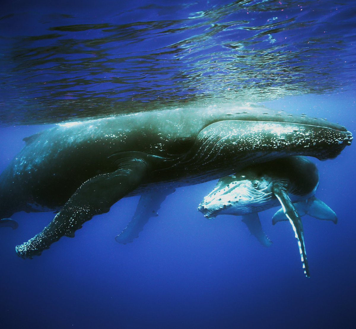 гавайский тюлень. Manatee mentor. ламантины морские млекопитающие. детеныш кита. описание черепахи на английском 5 класс.