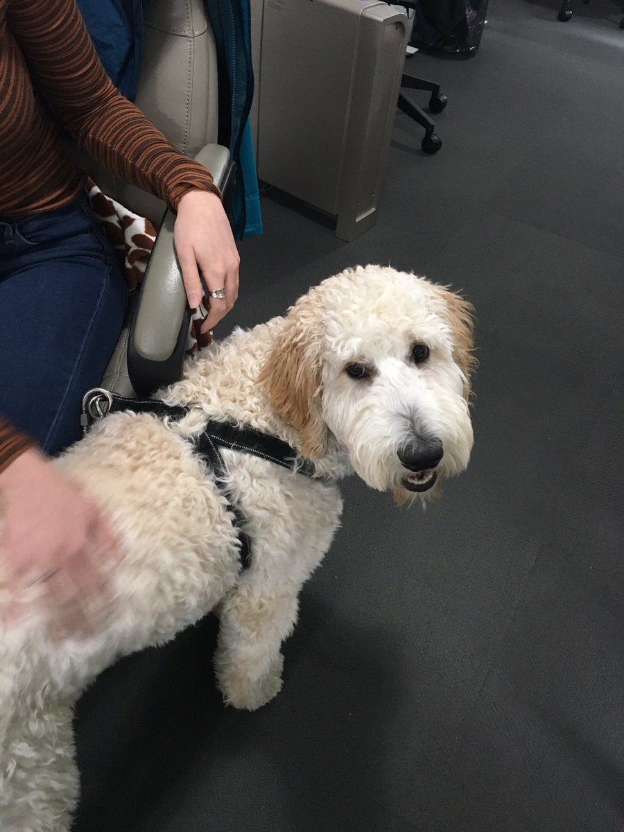 LexieSchleg's tweet image. When your dog is the star at work ;) #bestcoworkers #webfx #goodestboy #goldendoodle