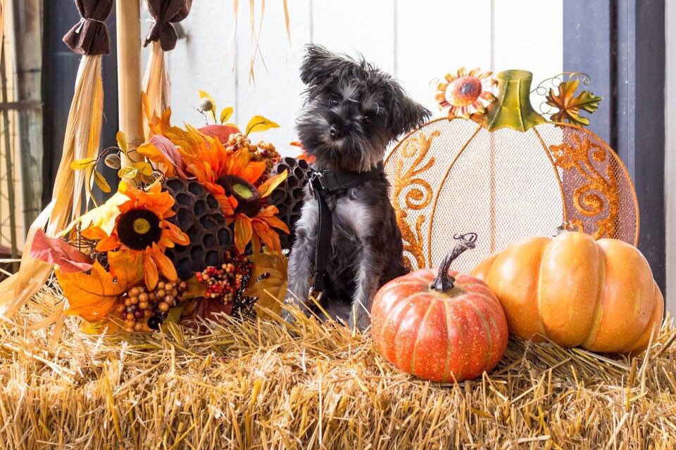 TexasLegends's tweet photo. Oh my gourd, how could you not FALL in love with this face? 😍🎃🍂 Dunker is doing so well in Therapy Dog school! https://t.co/AhgmftEk4C