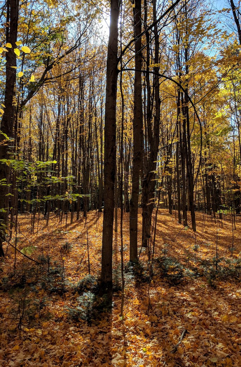 johnfaucher's tweet photo. Fall hike https://t.co/q5Wkqar4LV