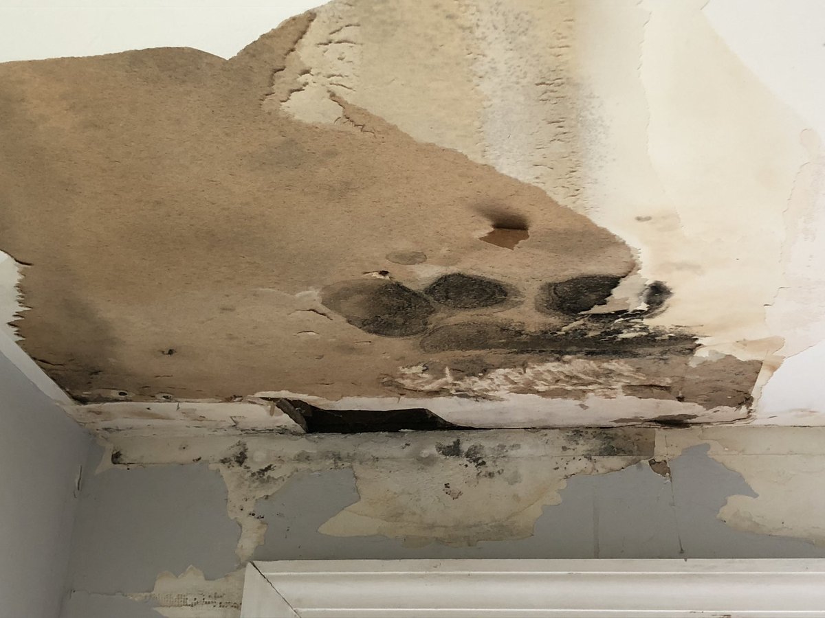 rorishapiro1's tweet photo. So found #mold in my room. Tried killing it, I think it had the same idea about me. Anyone know anything about getting rid of this or if it’s #blackmold? Above the door is not my room. #damphouse #mikdew #mould #killermold #help https://t.co/ue8isOZWWh