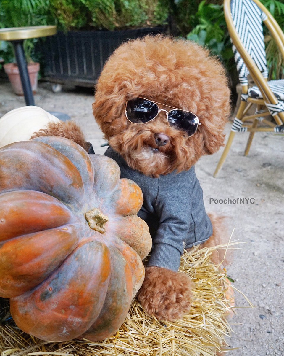 PoochofNYC's tweet image. "Hello 👋. Gourd - geous." #pumpkinhead 🎃 #fallvibes 🍃 #autumnmood 🍂 #pumpkineverything 👍 #carvingpumpkins 🔪 #agadorable 🦁 @HighLineHotel