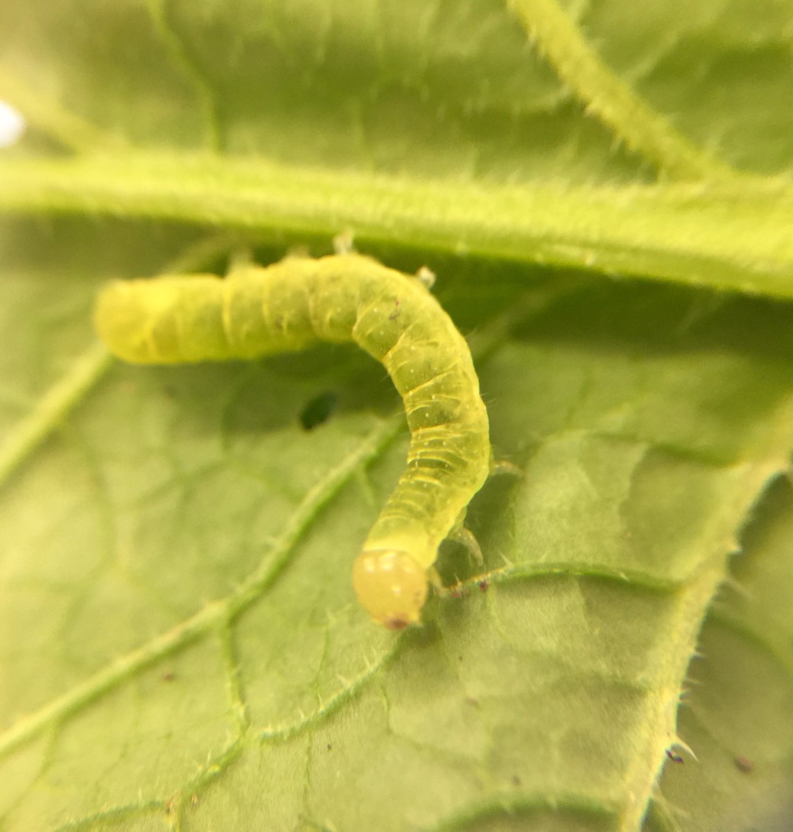 jwltung's tweet photo. Found this cute little #caterpillar doing his best to distract me from flower dissections...the surprise finds are the best! #nature #MScSISS https://t.co/BSgpVeVNgw