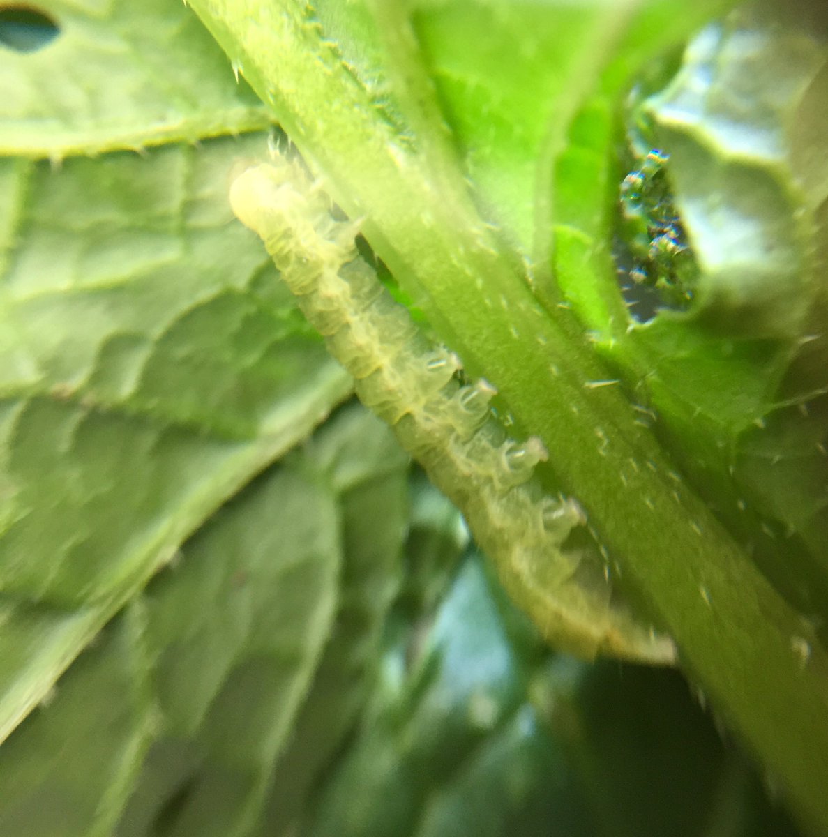 jwltung's tweet photo. Found this cute little #caterpillar doing his best to distract me from flower dissections...the surprise finds are the best! #nature #MScSISS https://t.co/BSgpVeVNgw