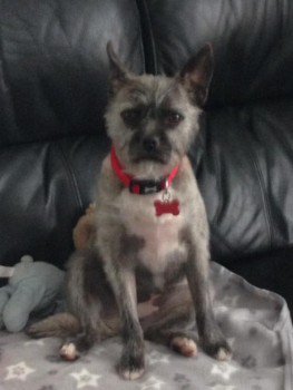 🆘KIZZY #Lost #ScanMe Grey Cross Breed Female
#BirchVale High Peak district #PeakDistrict #Derbyshire #SK22
PLEASE SHARE😢
#SK6 #SK12 #SK23
doglost.co.uk/dog-blog.php?d…