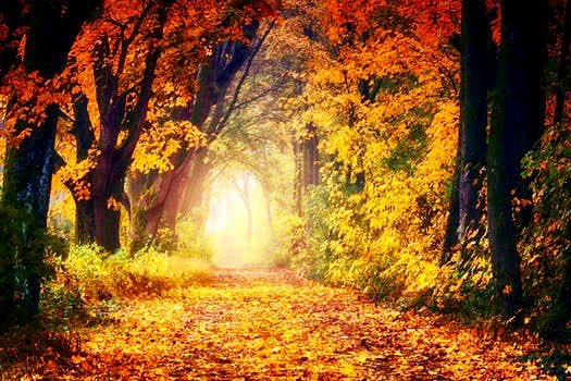 mhmorristown's tweet photo. A fallen leaf is nothing more than a summerβs wave goodbye!
Β
Fall into Relaxation with Massage Heights of Morristown.
#massage
#fall
#relaxations
#fallinnj
#leaves
#massageheights
#massageheightsmorristown https://t.co/0pv2923EuB