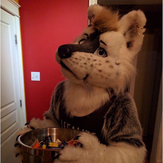 PepperMuzz's tweet image. I has Candy, It Mine! #FursuitFriday #Howlween