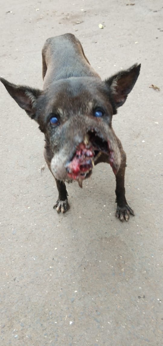 peta's tweet photo. GRAPHIC: This image is distressing 😰 @PetaIndia received a call about this homeless dog with a terrible wound on his face that caused him immense pain.

We can help prevent suffering like this. The best way to fight animal overpopulation &amp; homelessness is to #SpayAndNeuter! https://t.co/PQDyQLGrPA