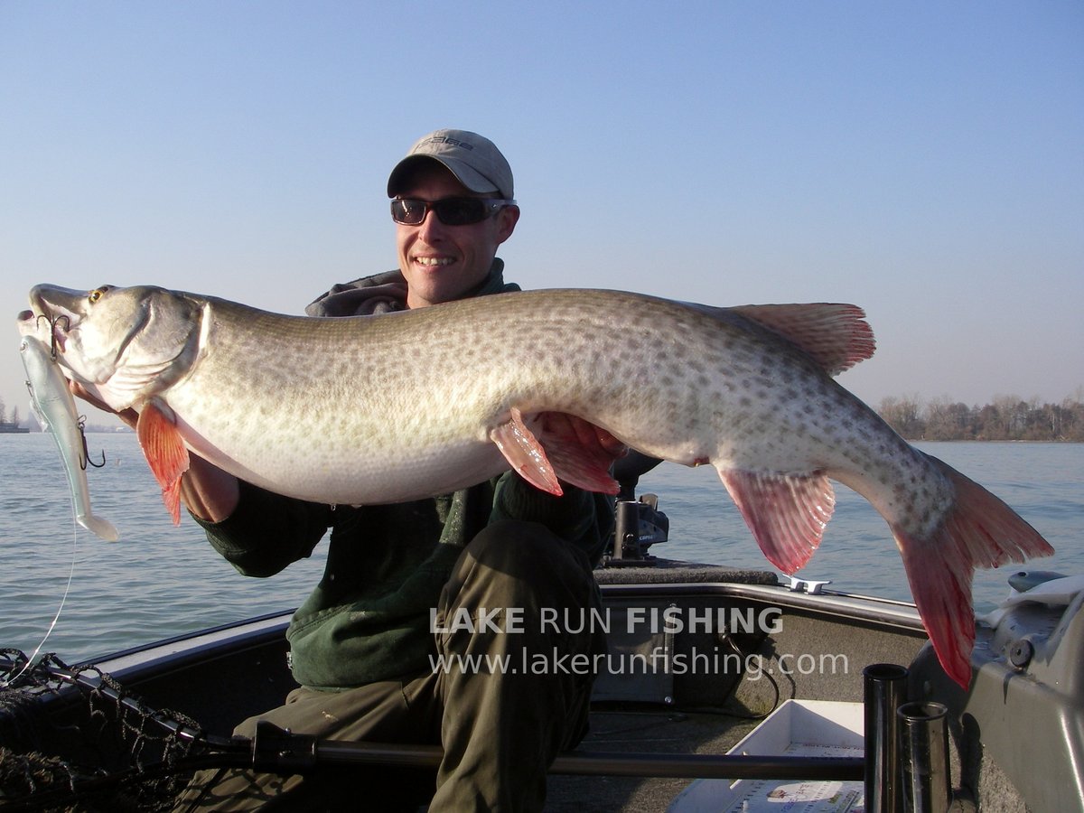 LakeRunFishing's tweet photo. What's better than #fishing for a living? Sharing the experience with others! Once you hook a #muskie, you're hooked for life! Book a trip now! https://t.co/8qElcrwNUy #LakeRunFishing #LakeStClair #FishingLife #FF #FishingFriday https://t.co/s35OgMccqK