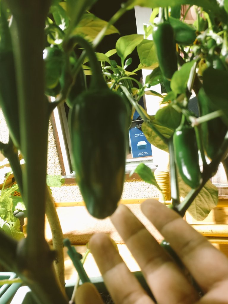 MircheesSeth's tweet image. 84 of 'em #Jalapeno peppers now.
Average size 3-4 inches, waiting for a few to break out. Waiting. Maybe this weekend?
