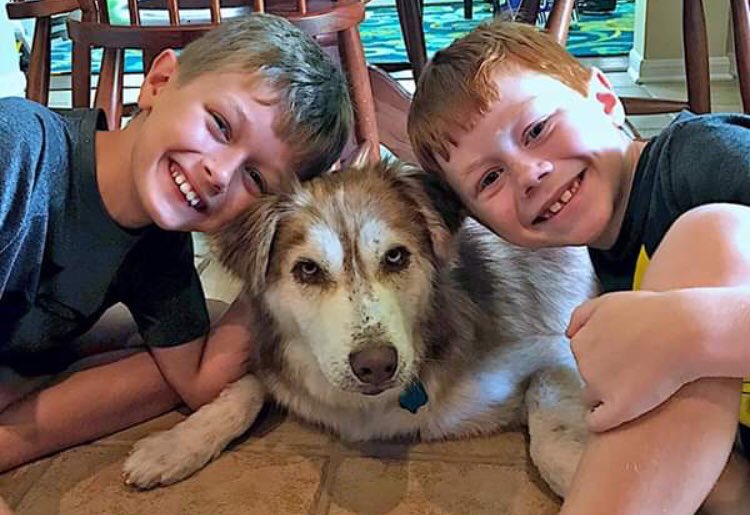BlueDogRescue's tweet photo. Check out Barney’s transformation! He came to us blind &amp; with a bad case of mange, now he lives with 2 Boy Scouts &amp; couldn’t be happier. Way to go, Barney!! #fridayfeeling
#austindogs #atx #austintx #austintexas https://t.co/8IDXeOJmTj
