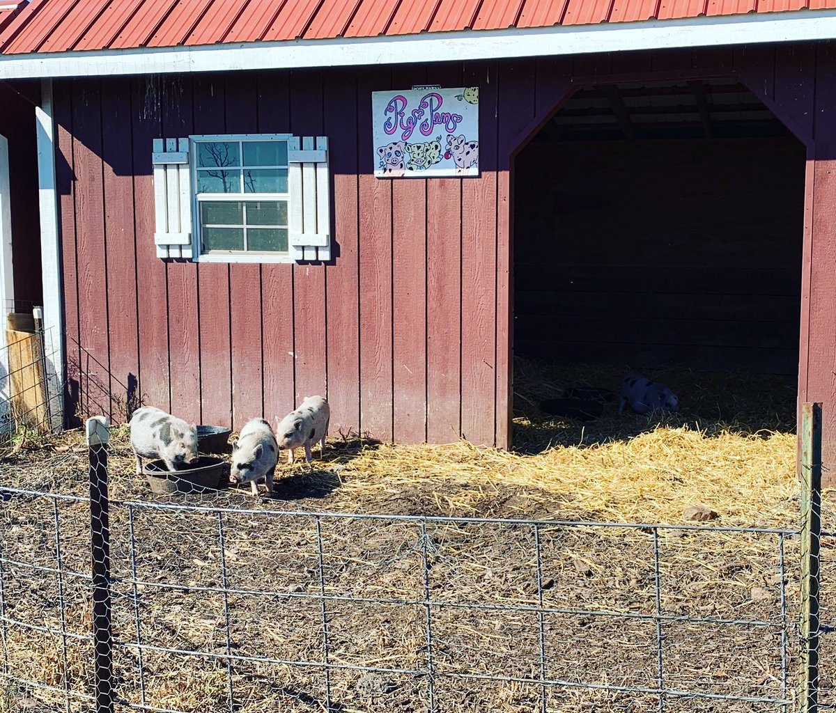 MrsChaffee's tweet photo. First kindergarten field trip of the year was a success! Always love our time at Homestead Farm! https://t.co/Ok8Opt8YSW