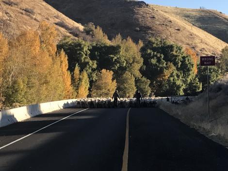 LeePerryUT's tweet image. #western-way #sheepherders. Glad to see the Jensen family carry on a 90 year (more: postngo.net/n/2e31962 )