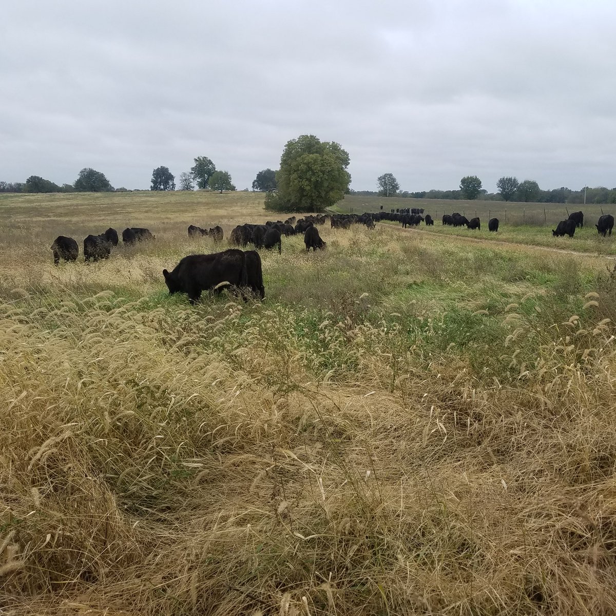 B_Hertz59's tweet image. #FallRun