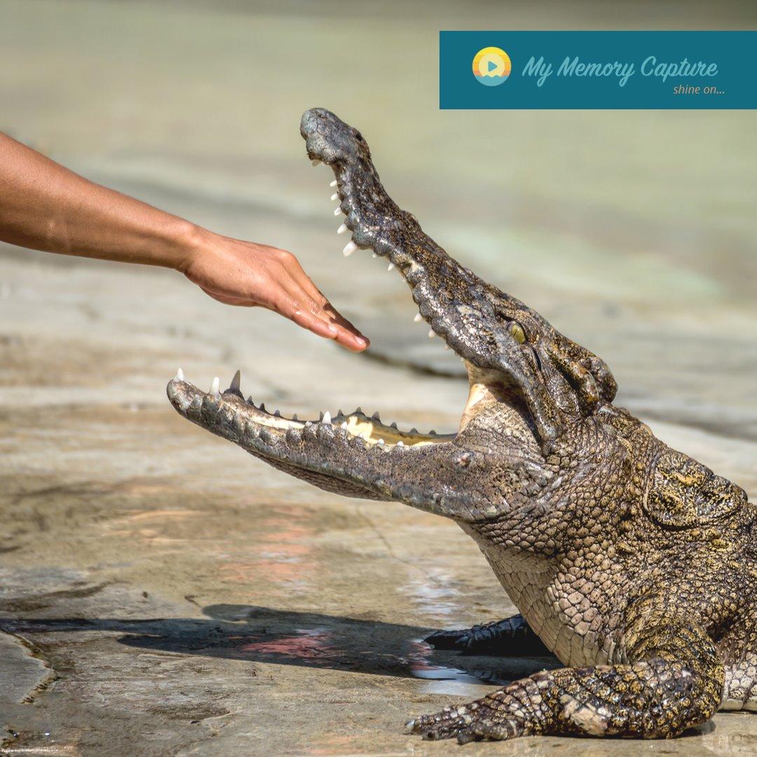 mymemorycapture's tweet image. Sure, life is about risks. But don&apos;t take risks with your precious memories. Store them securely with My Memory Capture &amp;amp; never worry about losing or damaging them. bit.ly/2R5kE1u #ShineOn #MyMemoryCapture