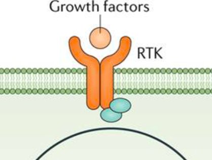 hanniepower's tweet image. Somebody in the illustration department at @NatureNews drew a really delighted receptor tyrosine kinase (RTK) accepting a growth factor and that image has stuck ever since. It&apos;s just so darn happy looking! #cellsignalling #scicomm