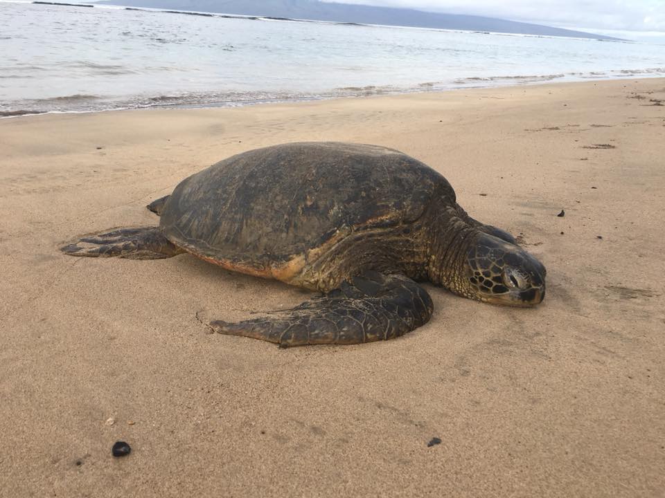 TheaThomasin's tweet photo. Hung out w/ this guy all morning before taking a brief swim together. #thisismyreallife #wildlife #nature #hawaii #seaturtles  #ocean #conservsation #theworldisfullofwonders https://t.co/Ae1roRrkHU