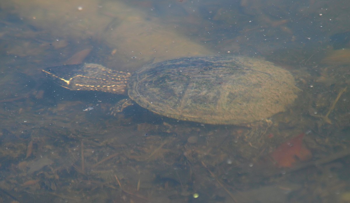 kala61857's tweet photo. Baby Stinkpot
Nicknamed stinkpot due to the habit of releasing a foul musky odor from scent glands on the edge of its shell
Eastern Musk Turtle (Sternotherus odoratus)
https://t.co/DarbLs5KMF
#WhiteRockLake #turtles #turtle #reptiles #herps #stinkpot #MuskTurtles #babyturtle https://t.co/wZ6yTNICsg