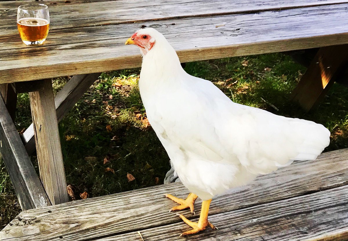 chicken cheers! With generous help from The Indianapolis Foundation of  <a href="/CICFoundation/">CICF</a> , we got past the finish line today and met our $50,000 goal to receive the match from @IHCDA for our Sunny Side Up campaign! Thanks to all 212 donors. 🤠🐓