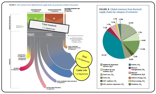 Most of the blame goes to cattle (beef and milk at 41% and 20% of the GHGs, resp.), while enteric methane (39%), feed (30%), and manure (26%) are the largest causes