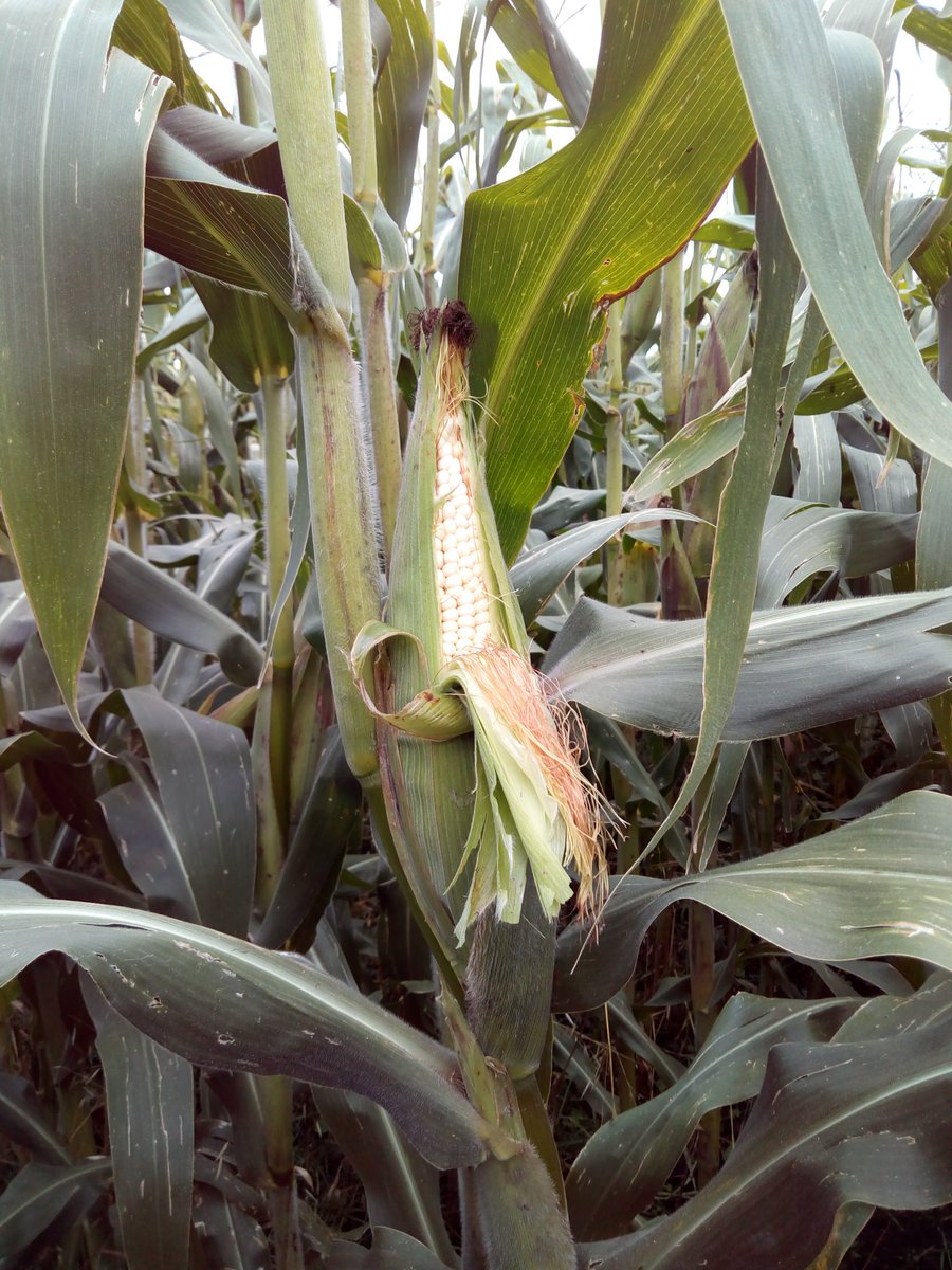 emilaux_'s tweet photo. Trabajo en equipo del productor y técnico del despacho Ipampa de la red #MasAgro se logro un gran impacto para la región de Tetla de la Solidaridad, Tlaxcala con nuevas innovaciones en la agricultura de la producción del 🌽 @ACCIMMYT @fabriciogar63 @KarlaVeronicaRM @tcasaya https://t.co/57NII7FAng