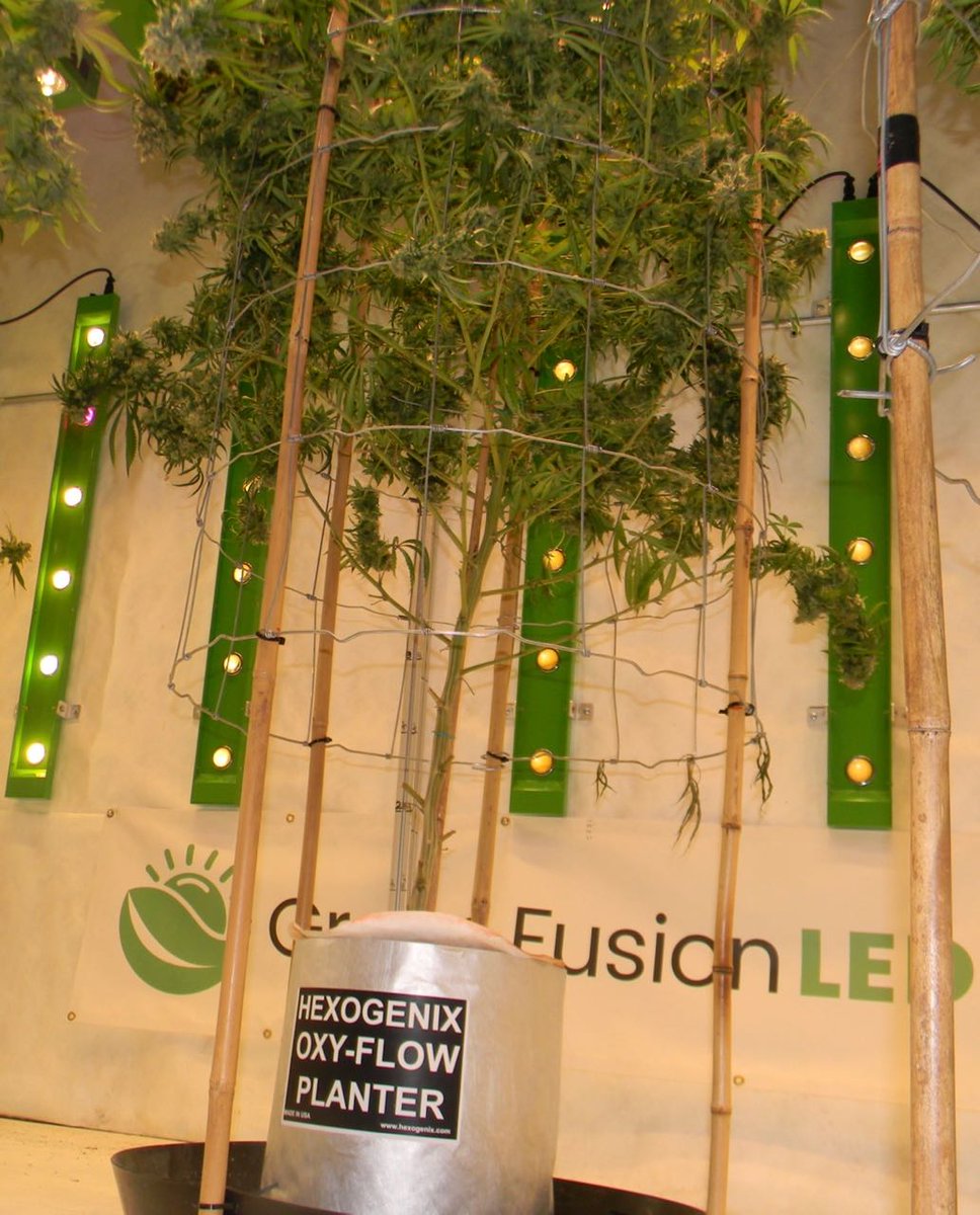 greenfusionled's tweet photo. The #oxyflowplanter is FOURgallons.This first phase of testing has gone VERY well🔥🔥🔥@greenfusionled. Even these lower buds are heavy and dense! OCT30&31st we will be in Detroit @1stCCCE @afterdarkmusic @cannaworldsite @BoyGiuly @ArmyOfPotheads @KnightroGlisten @firehorsetradin https://t.co/iHlrfSJDHR