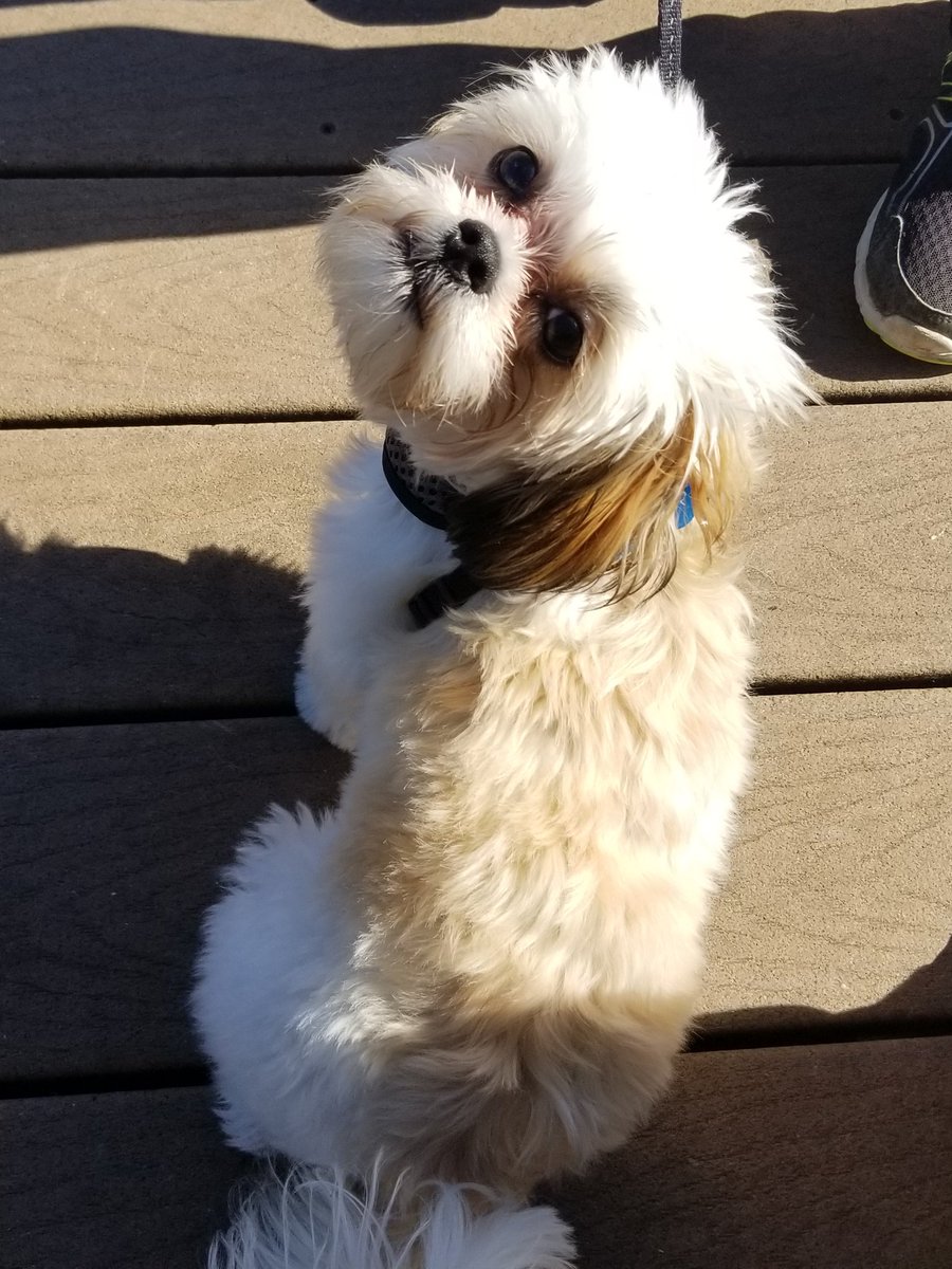 When I meet someone new, my go to topics are usually books or kids. Now I can talk dogs, too. What are your go to ice breakers?