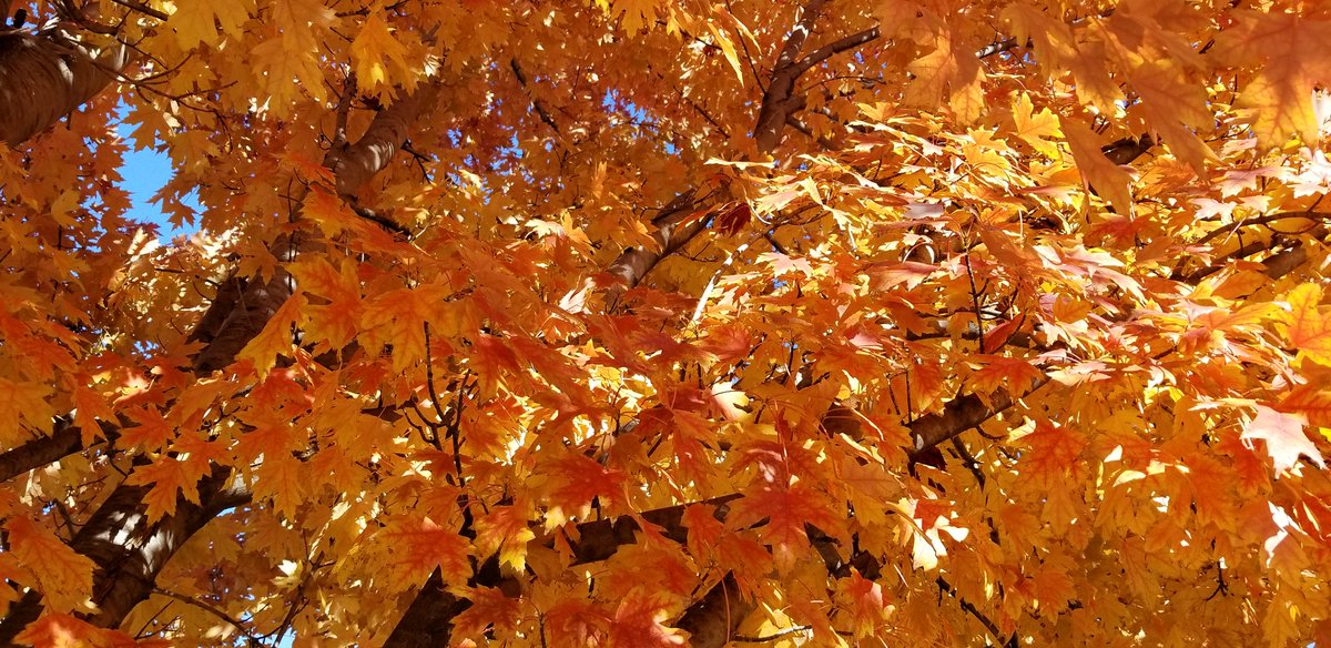 kuhb00m's tweet photo. Today's long walk ended with fall colors, burgers, and a brief impromptu on-air conversation with my friend @SimonRadio1776 while he was raising money for an awesome charity, the @puppyjakefdn (and a snake!)
Good times! https://t.co/v9feKjKYgN