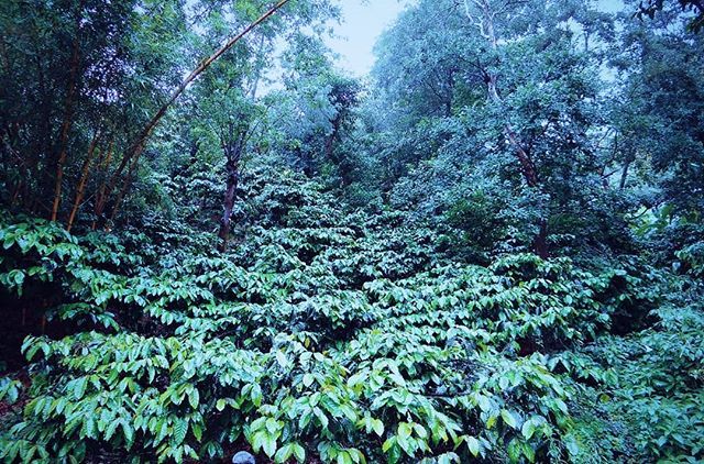 Tempat berteduh. Sambil nubruk. Slurp!
.
#kopi #kebunkopi #coffea #bengkulu #kopibengkulu #kepahiang #sun #green #SeduhUgal2an #NgupingKopi ift.tt/2S0CHGJ