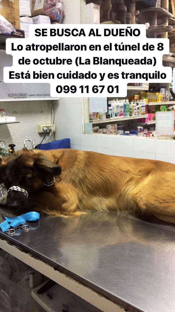 emiliadedo's tweet photo. COMPARTIR ⚠️⚠️Lo encontramos atropellado en el túnel de La Blanqueada! BUSCA DUEÑOS @diegodelacurva https://t.co/1PCfFgEVr9