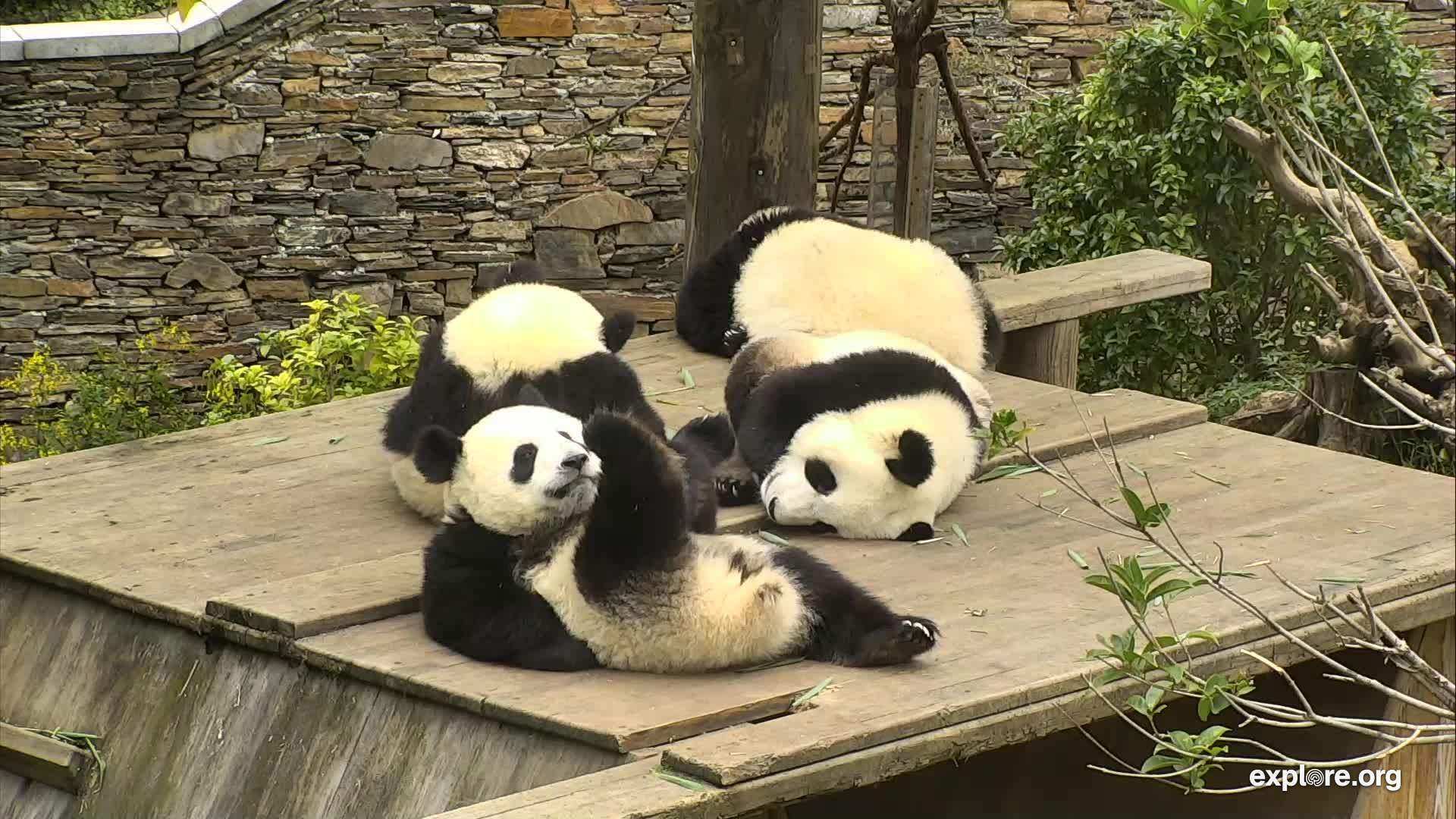 Panda Waving Goodbye