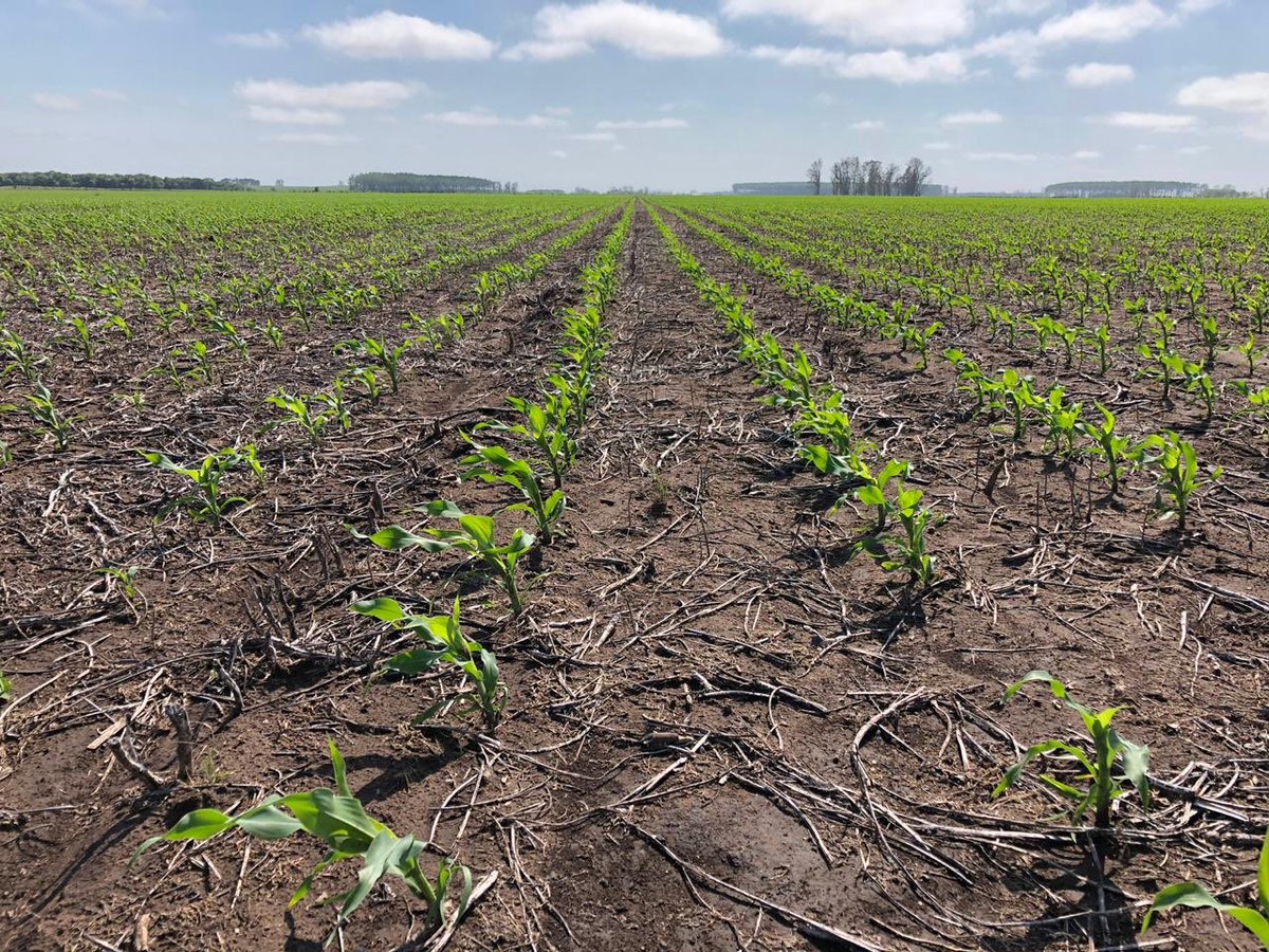 asesoragro9dj's tweet photo. #Maiz 18/19. 75000 plantas logradas con fertilización variable DM 2772 VT3pro @DONMARIOoficial #nutrienASP @panchomesa #elcamposigue #MirandoAlFuturo @pbaloriani @joaquin_disavia @ValenAlvarez19 https://t.co/FJiYJjGuvm