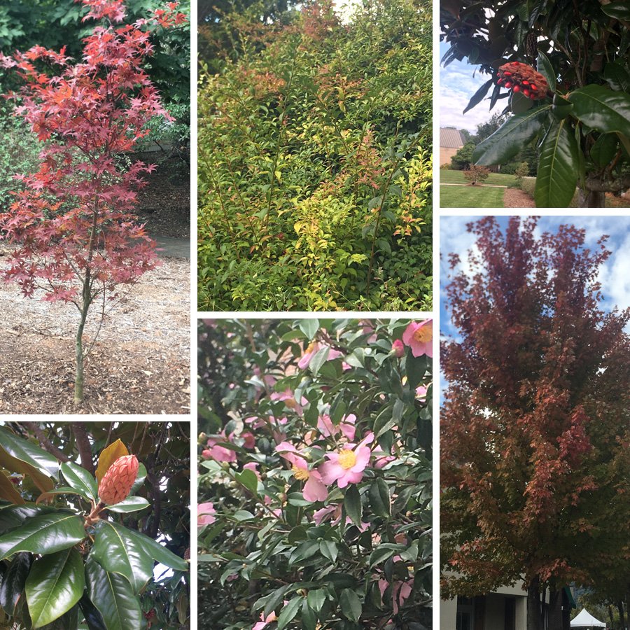 MastStore's tweet photo. Looking for something to do this weekend and to see fall color in #AshevilleNC? Try the #FallFoliagePrimer. #NCFallofFame https://t.co/AsifNJ2utZ https://t.co/fqZORFEO27