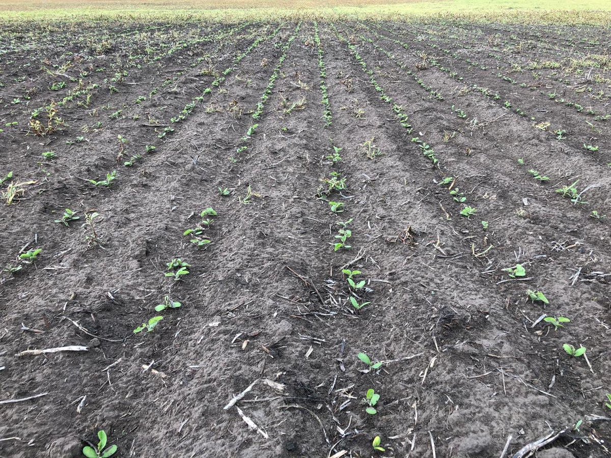 asesoragro9dj's tweet photo. #soja 18/19. Primeros nacimientos de soja #DM4612 . @DONMARIOoficial @Jerocostanzi Siembra 5 de Octubre con dosis de P variable #nutrienASP con excelente control de malezas @CortevaARG #texaro @pbaloriani @joaquin_disavia @ValenAlvarez19 #elcamposigue #MirandoAlFuturo https://t.co/N09U39I7UX