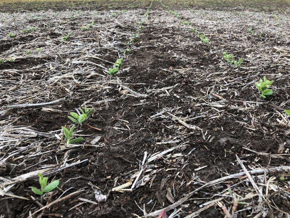 asesoragro9dj's tweet photo. #soja 18/19. Primeros nacimientos de soja #DM4612 . @DONMARIOoficial @Jerocostanzi Siembra 5 de Octubre con dosis de P variable #nutrienASP con excelente control de malezas @CortevaARG #texaro @pbaloriani @joaquin_disavia @ValenAlvarez19 #elcamposigue #MirandoAlFuturo https://t.co/N09U39I7UX