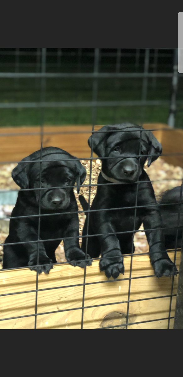 Tony Mehalovich tweet media