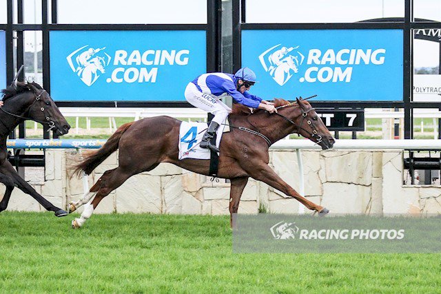 SIEGE WARFARE won at Pakenham last night for trainer Robbie Laing and jockey Brad Rawiller. This son of Darley sire SEPOY, is a homebred for Gerry Harvey.