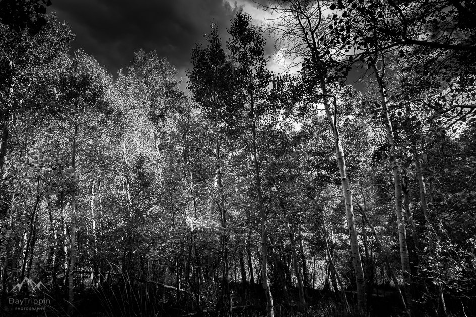 Storming coming in as I was taking photos at Silver Lake in the Eastern Sierras!!  It was so cool! 

#blackandwhitephotography #AnselAdamsInspired 
#ASpenTrees  #EasternSierras