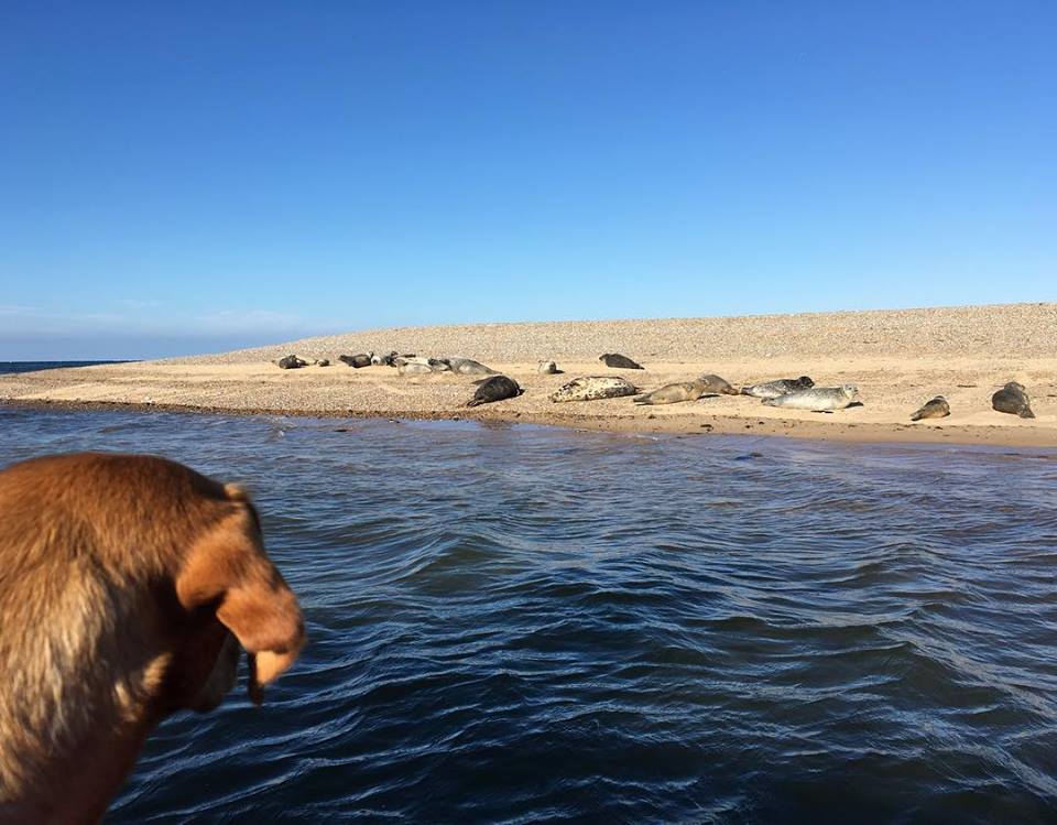 AmandaGreenUK's tweet photo. Common seals and a Labrador today at Blakeney Point, care of the fab crew and 3 dogs of @TempleSealTrips Really enjoyed our trip thank you! :-) #seals #commonseals #wildlife #blakeney #norfolk #daysout #boattrip https://t.co/tq7kXsCSFp